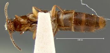 Media type: image;   Entomology 7310 Aspect: habitus ventral view